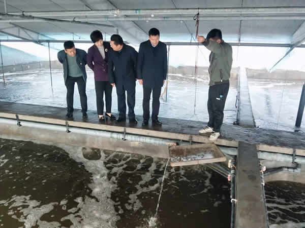 新聞=縣政府王縣長等各級領(lǐng)導(dǎo)一行，蒞臨我司指導(dǎo)檢查生態(tài)循環(huán)養(yǎng)殖工作04.jpg