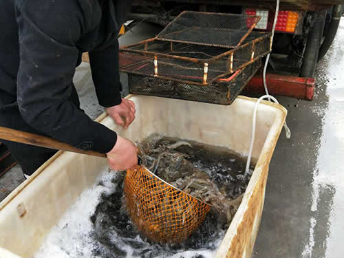 捕蝦現(xiàn)場(chǎng)09